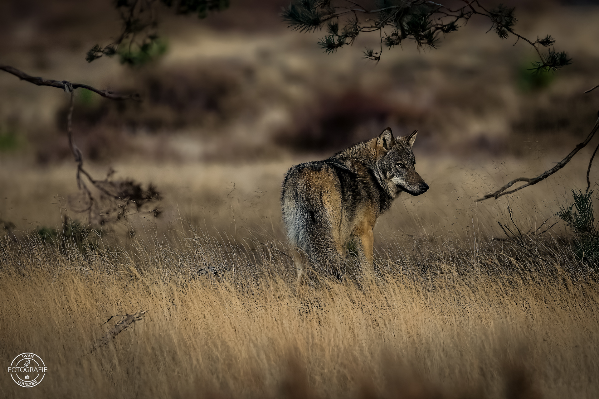 11 november 2022 171703 1R2A7069 bewerkt 2 bewerkt